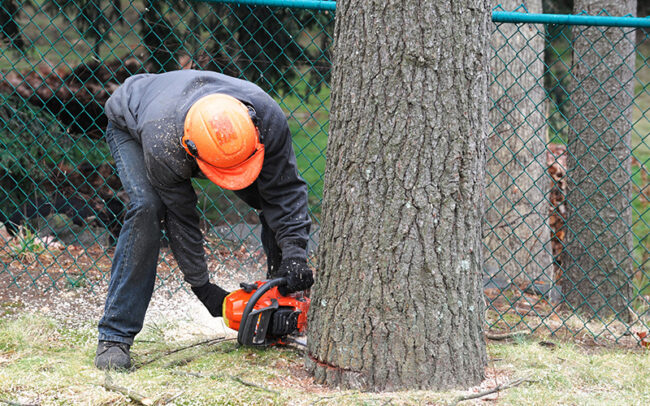 Tree service Naperville Illinois